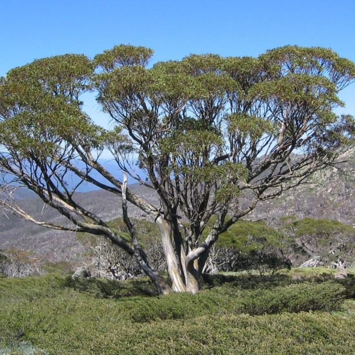 Eucalipto-das-neves - Sementes