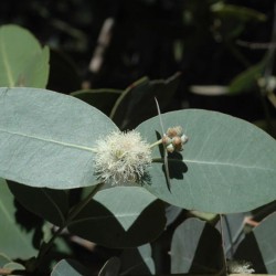Eucalyptus neglecta Sementes