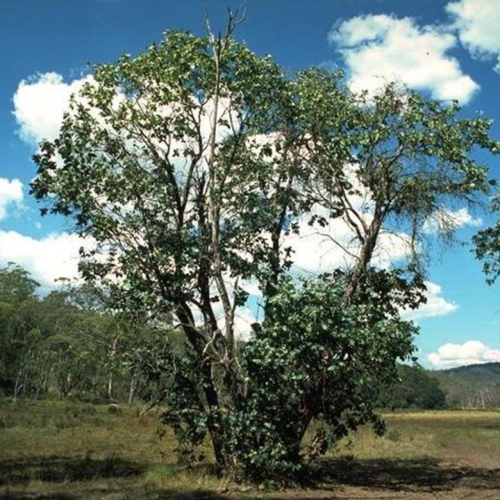 Eucalipto-aromático-de-folhas-redondas - Sementes