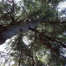 Eucalipto-de-Johnston - Sementes