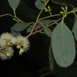 Eucalipto-canforado - Sementes