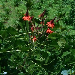 Erythrina arborescens - Sementes