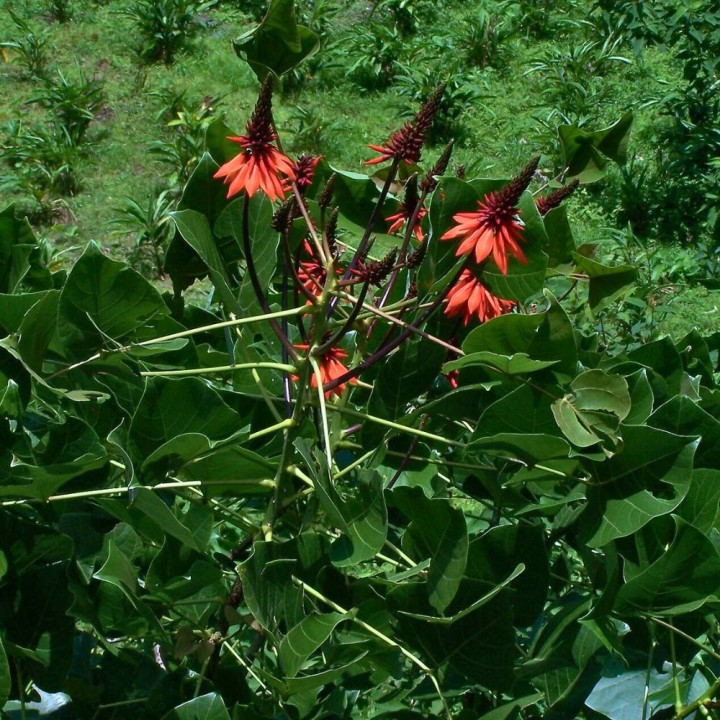 Erythrina arborescens - Sementes