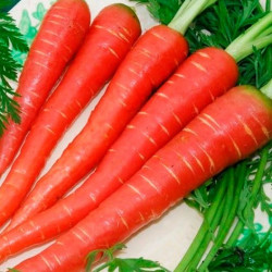 Zanahoria roja 'Atomic red' - Sobre +100 semillas