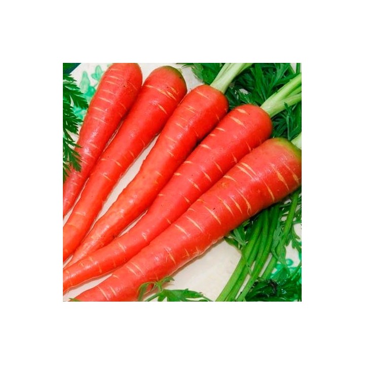 Zanahoria roja 'Atomic red' - Sobre +100 semillas