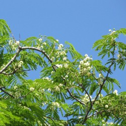 Guanacaste - Sementes