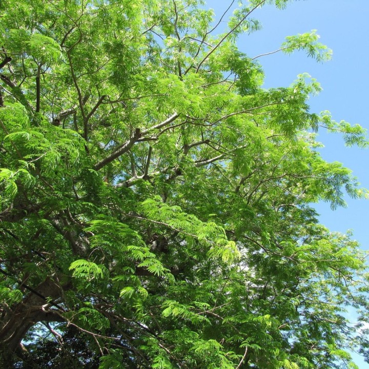 Guanacaste - Sementes