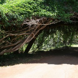 Cipó-de-semente-gigante - Sementes