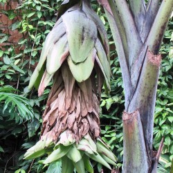 Bananeiro-branco - Sementes