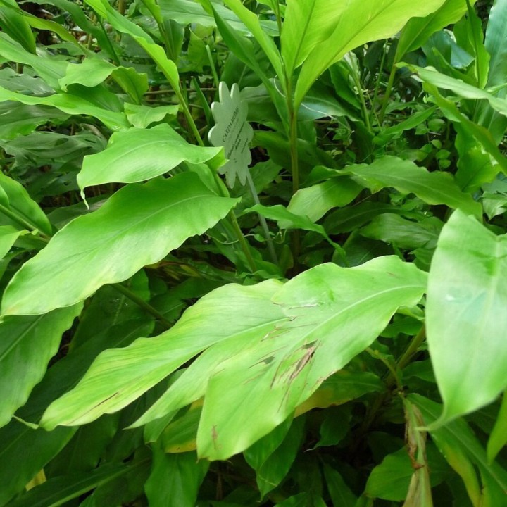 Cardamomo-verde - Sementes