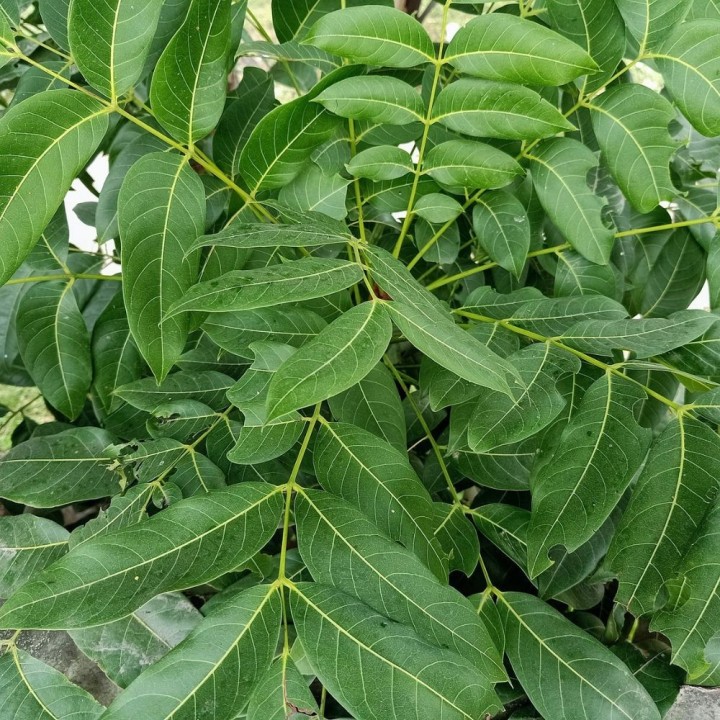 Árvore rudraksha - Sementes