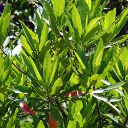 Rudraksha angustifolius - Sementes