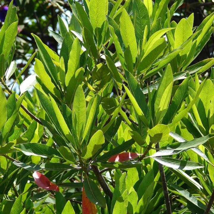 Rudraksha angustifolius - Sementes