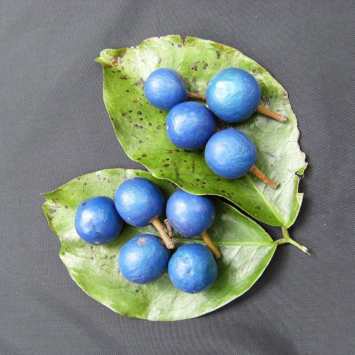 Rudraksha angustifolius - Sementes