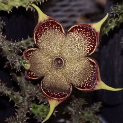 Edithcolea grandis - Sementes