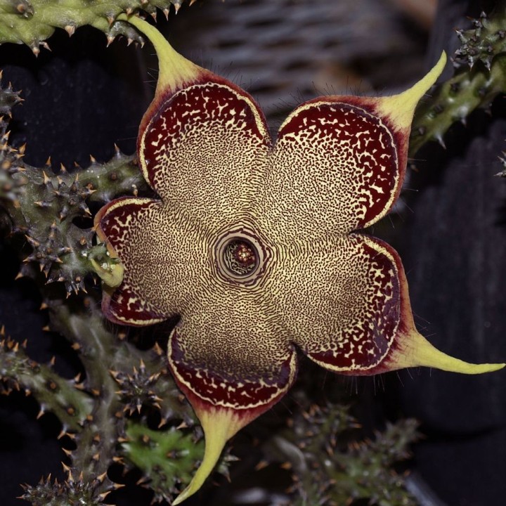 Edithcolea grandis - Sementes