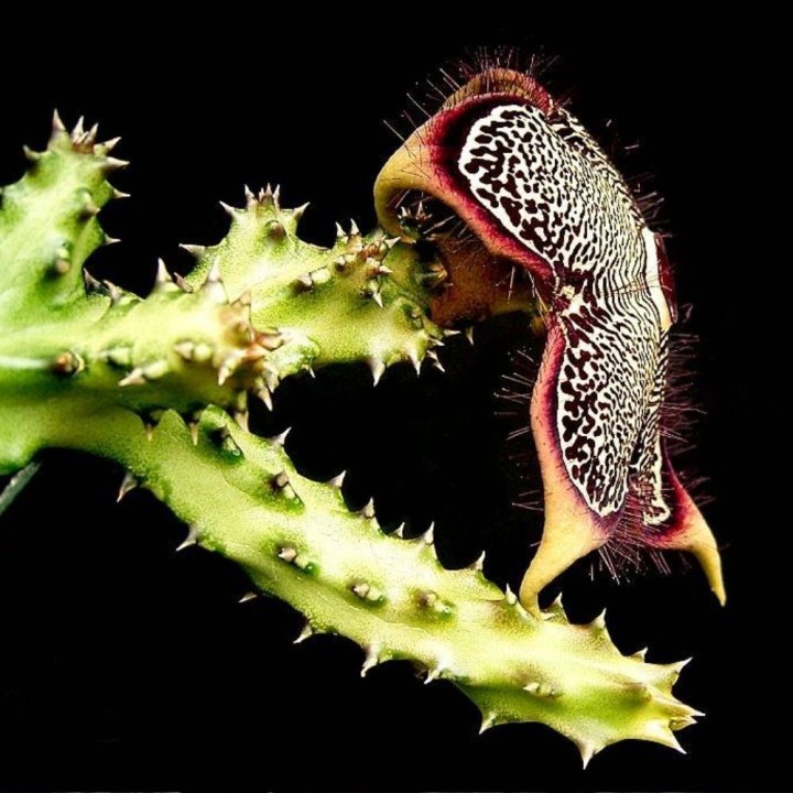 Edithcolea grandis - Sementes