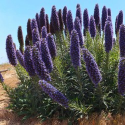 Orgulho-de-madeira - Sementes