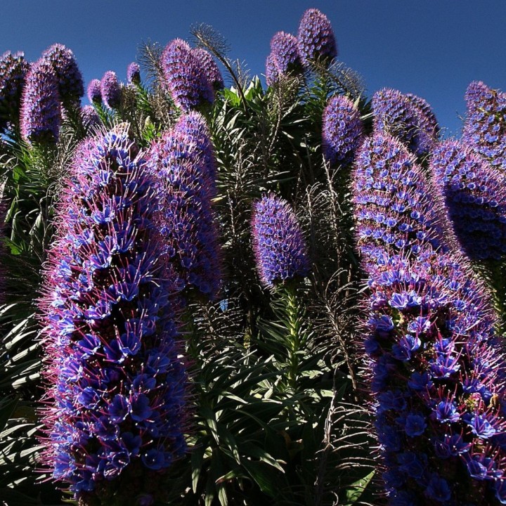 Orgulho-de-madeira - Sementes