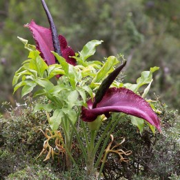 Dracunculus vulgaris - Sementes