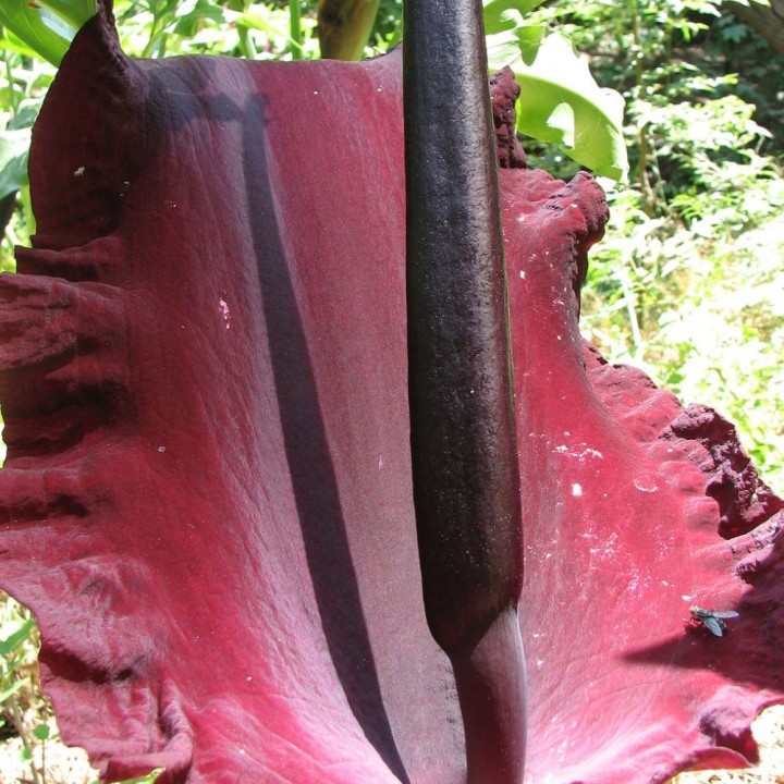 Dracunculus vulgaris - Sementes