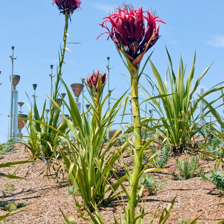 Doryanthes palmeri - Sementes