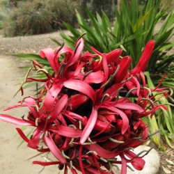 Doryanthes palmeri - Sementes
