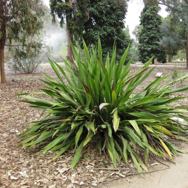 Doryanthes palmeri - Sementes