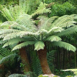 Dicksonia antarctica Sementes