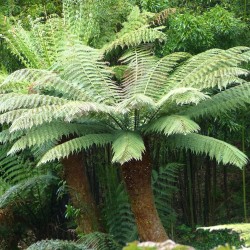 Dicksonia antarctica Sementes