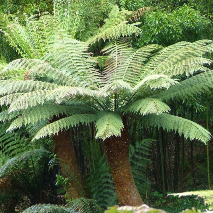 Dicksonia antarctica Sementes
