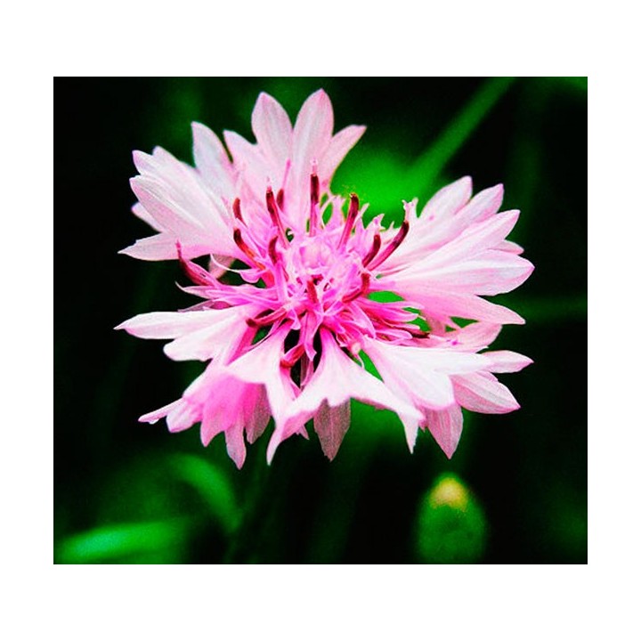 Sementes de Centaurea cyanus rosa