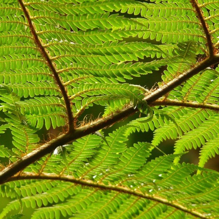 Feto-arbóreo-da-Tasmânia - Sementes