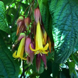 Deppea splendens - Sementes