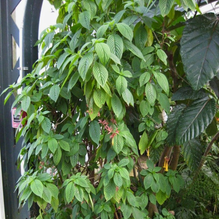Deppea splendens - Sementes