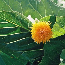 Dendroseris litoralis - Sementes
