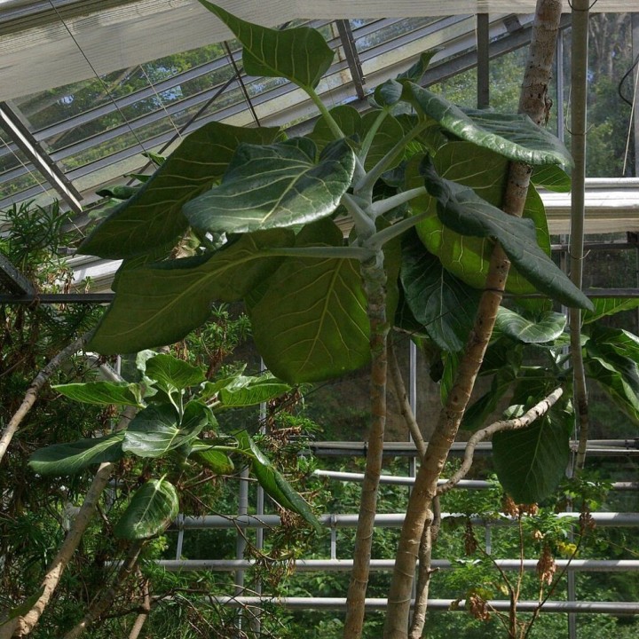 Dendroseris litoralis - Sementes