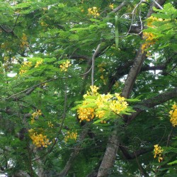 Flamboyant amarelo - Sementes