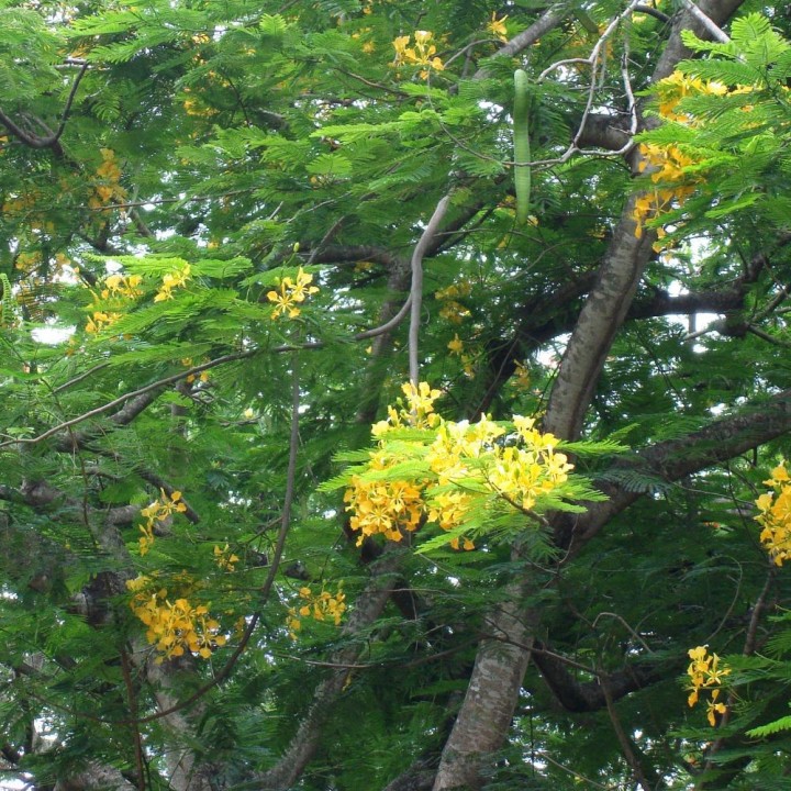Flamboyant amarelo - Sementes