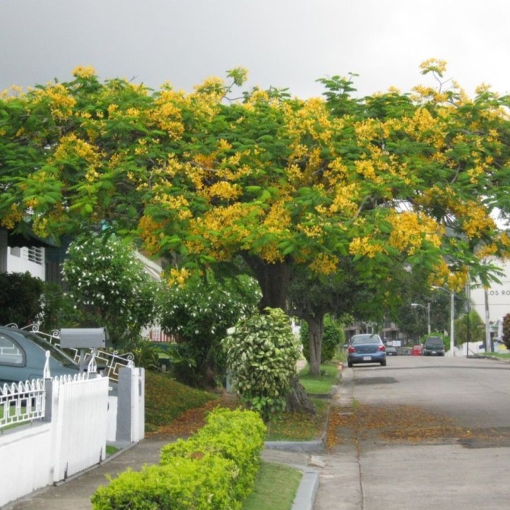 Flamboyant amarelo - Sementes