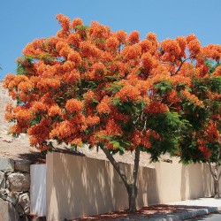 Flamboyant laranja - Sementes