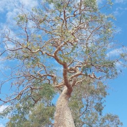 Delonix decaryi - Sementes