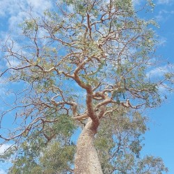 Delonix decaryi - Sementes