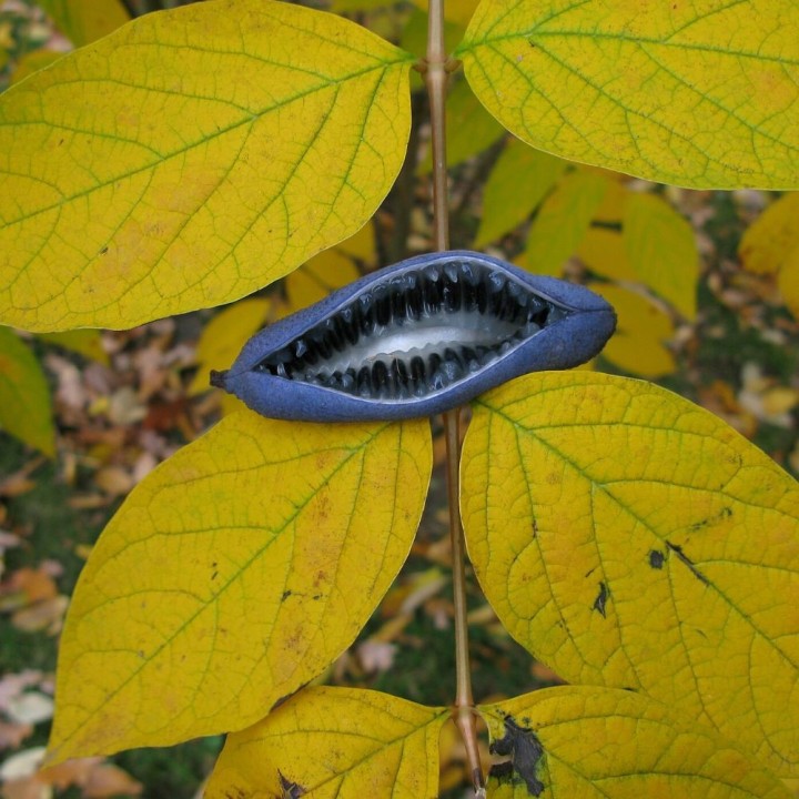 Planta-dos-dedos-azuis - Sementes