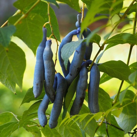 Planta-dos-dedos-azuis - Sementes
