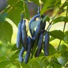 Planta-dos-dedos-azuis - Sementes