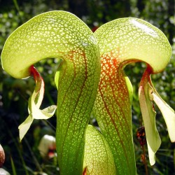 Planta-cobra - Sementes
