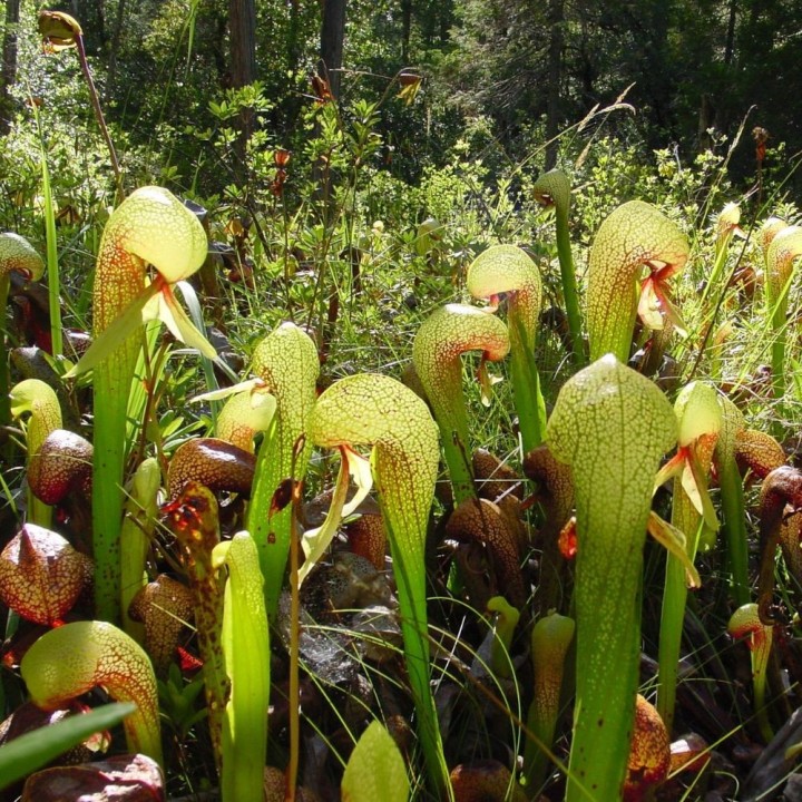 Planta-cobra - Sementes
