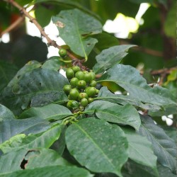 Café robusta - Sementes