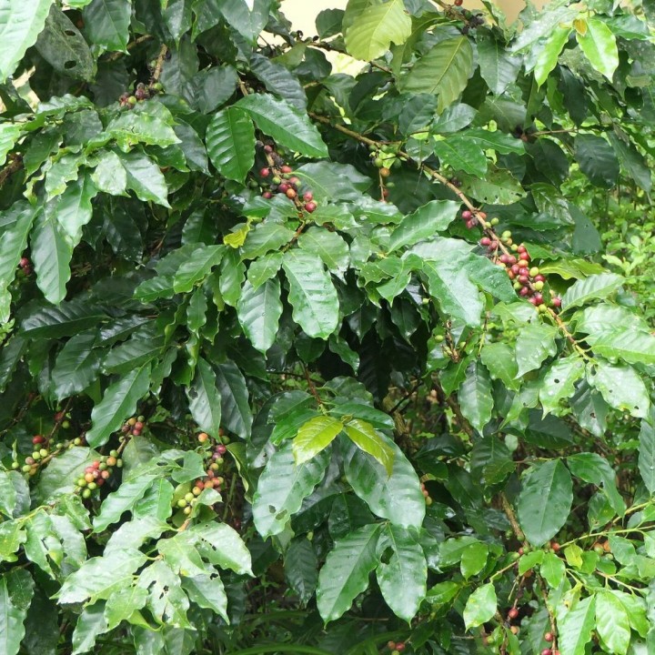 Café robusta - Sementes